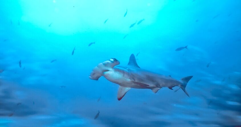 pesca-de-tiburones-en-galapagos