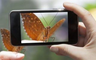app para detectar especies