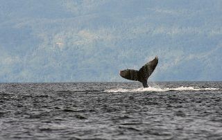 por qué cantan las ballenas jorobadas
