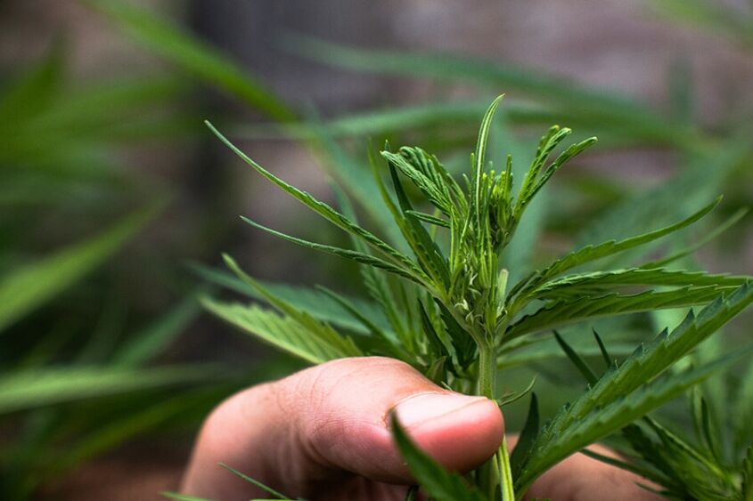 Cannabis medicinal en Ecuador