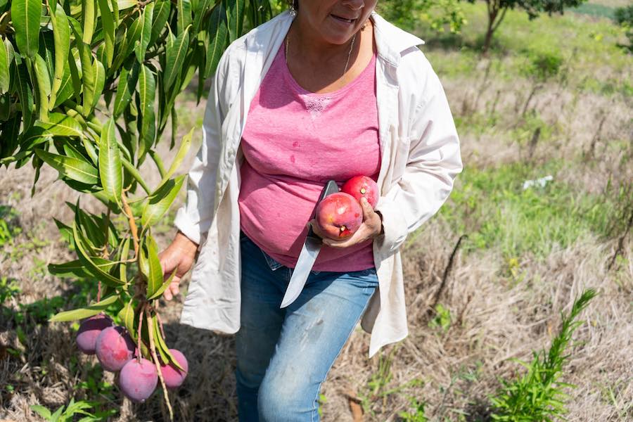 diversificación de cultivos