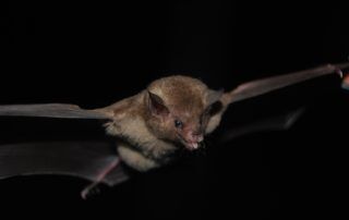 conservación de murciélagos en Ecuador
