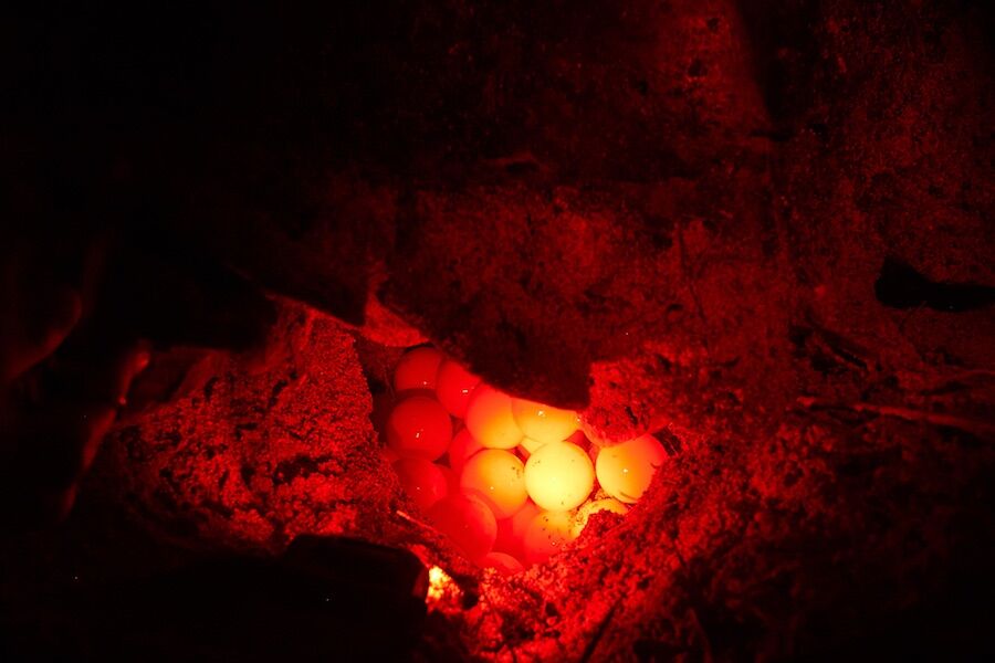 monitoreo de nidos de tortugas