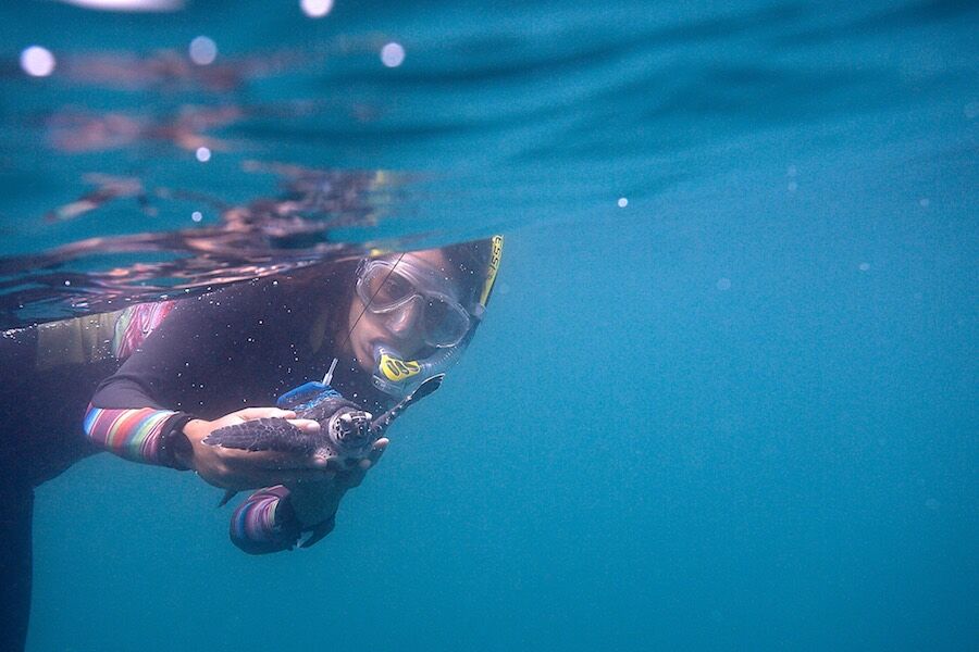 conservación de tortugas