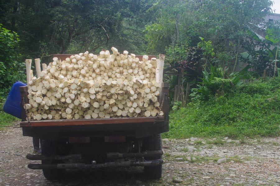 camión con palmito