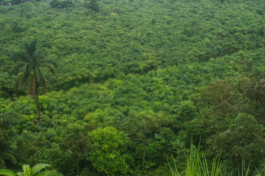 plantación de palmito