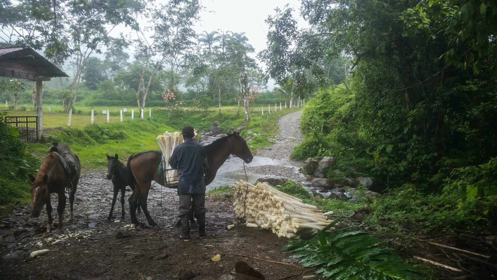 cultivo palmito en Ecuador