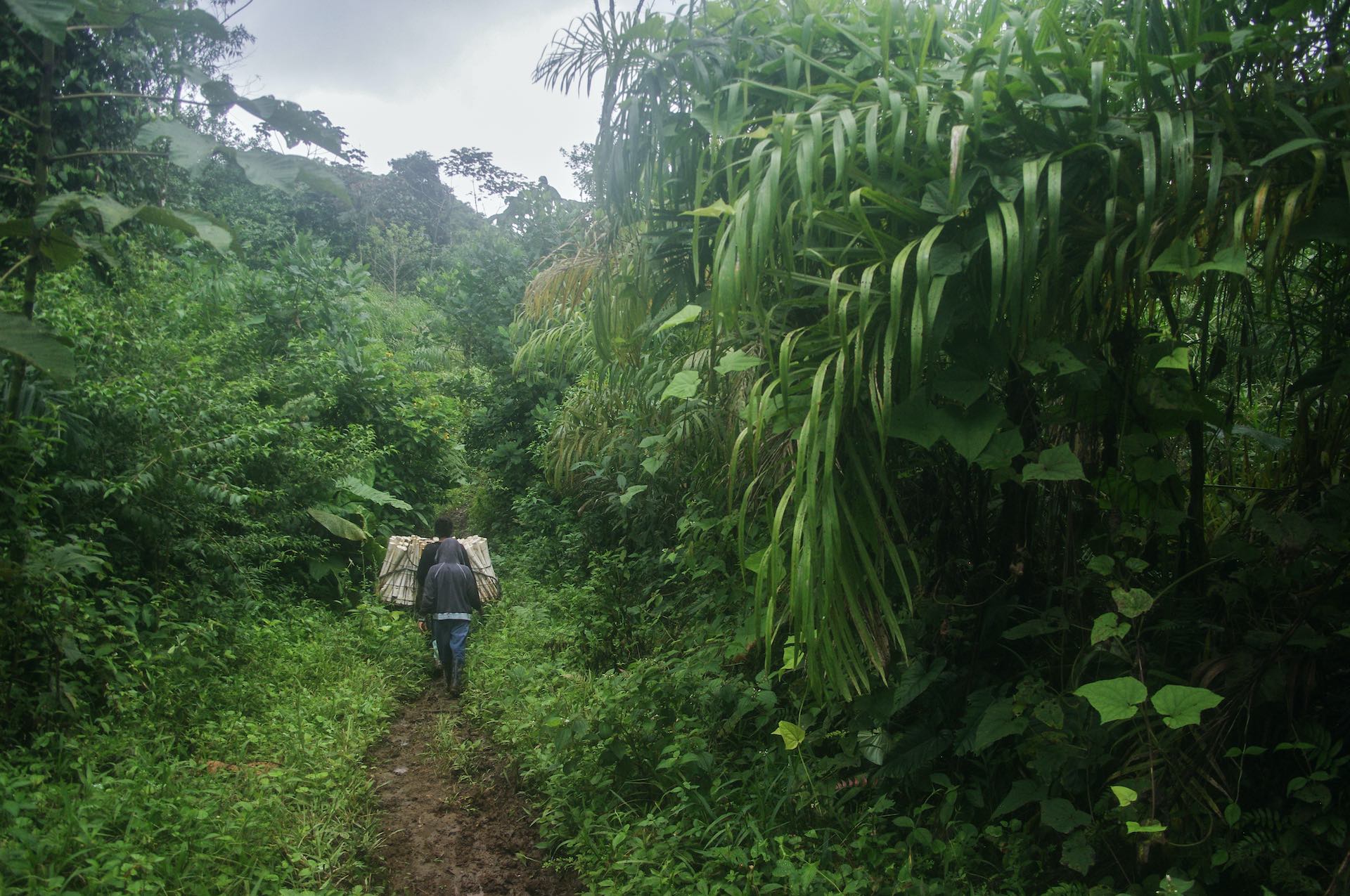 cultivo de palmito en Ecuador