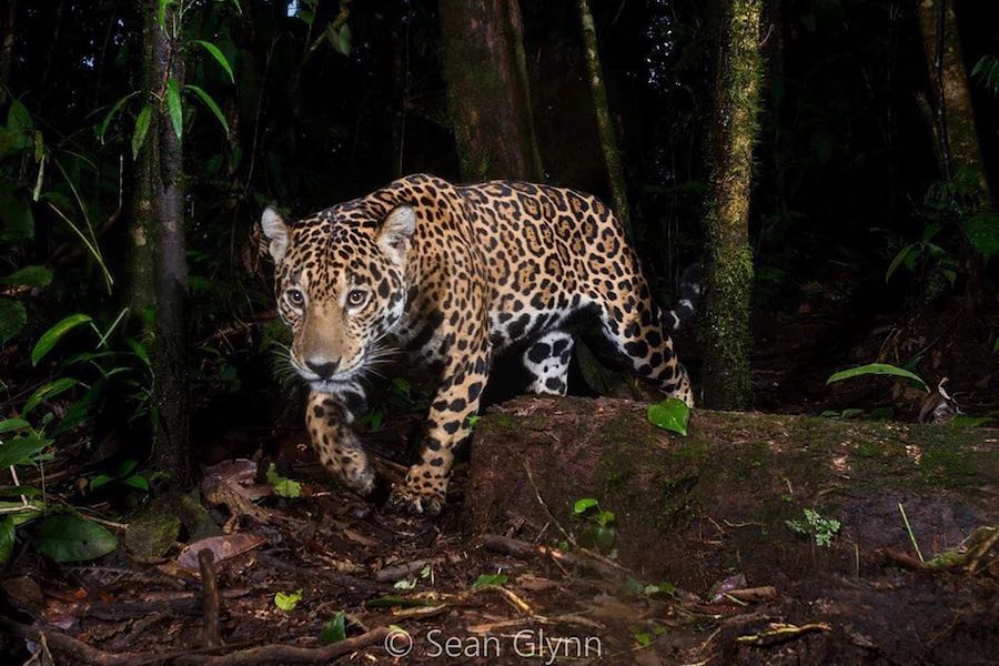 amenazas del jaguar