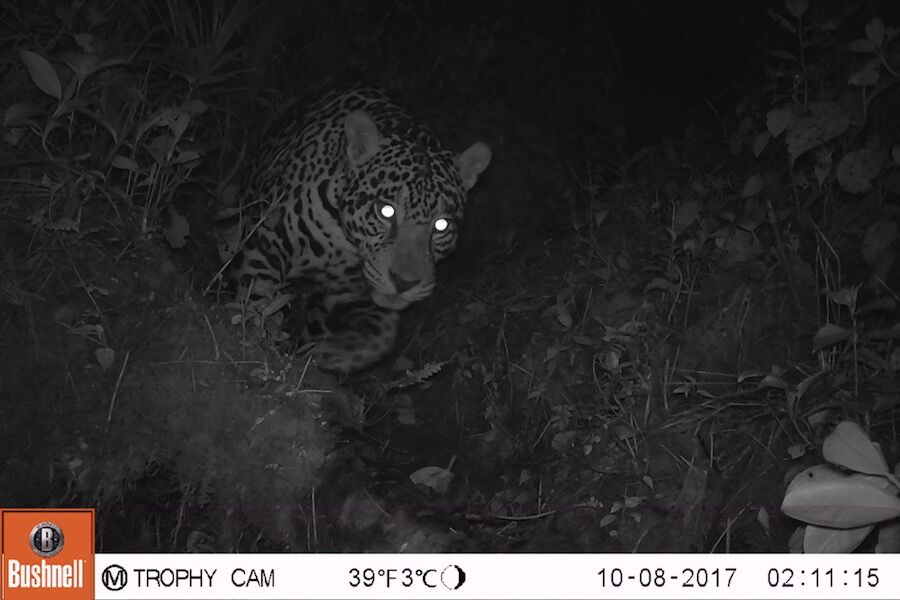 jaguares en el Chocó