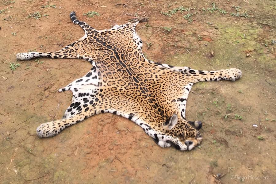 venta de partes de jaguar