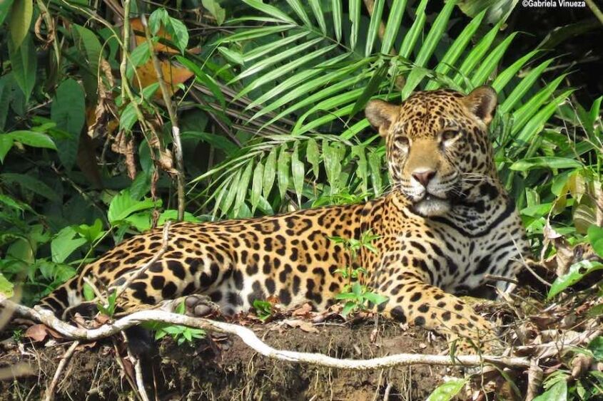 jaguares en Ecuador