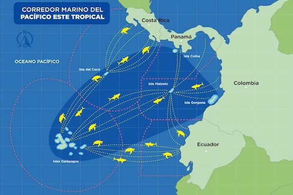 conservación del Corredor Marino del Pacífico