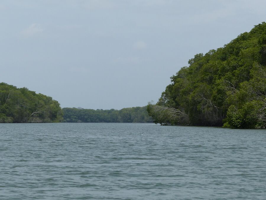 Manglar en las playas del Estero Salado