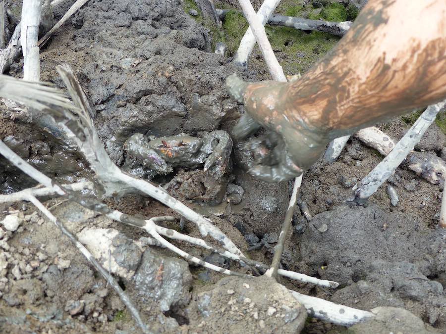 cangrejos en los manglares del golfo de Guayaquil