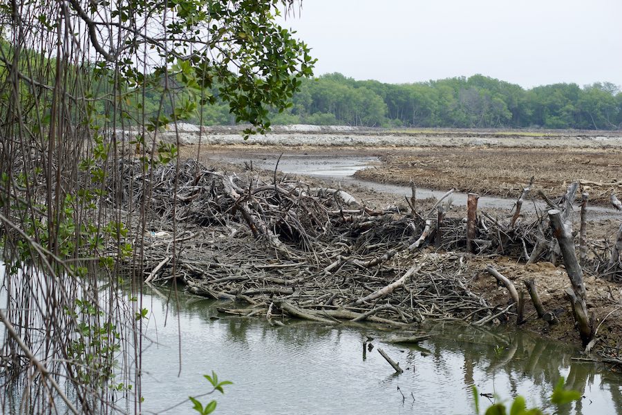 manglar talado