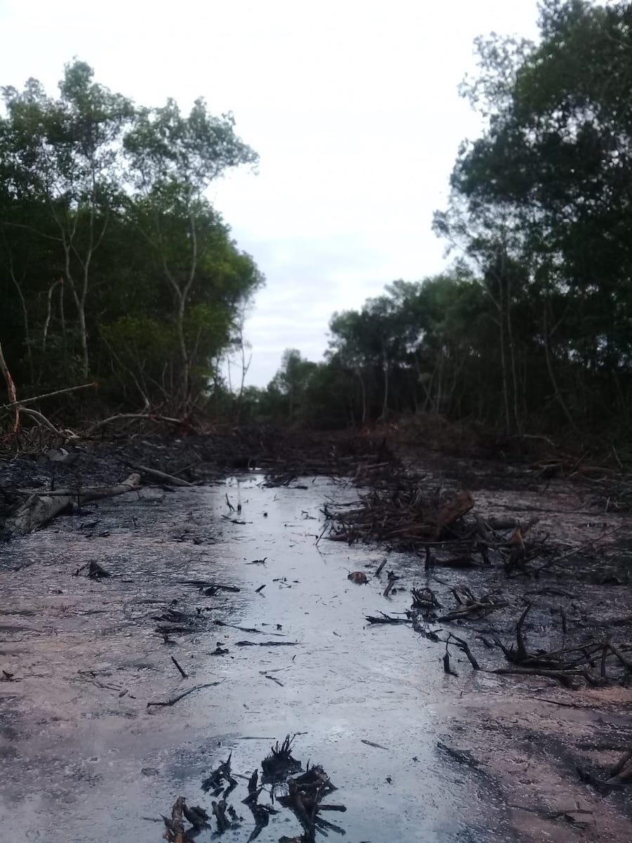 cuidado del manglar