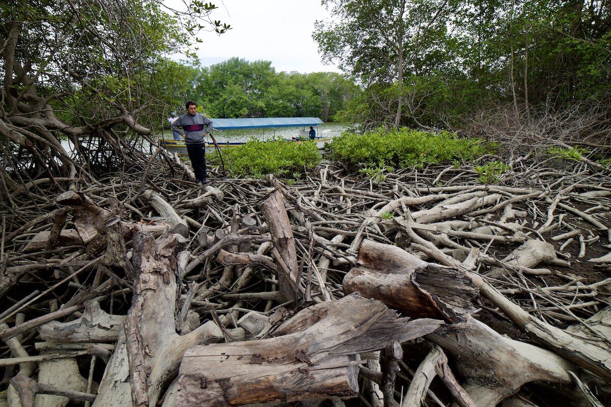 tala de manglar