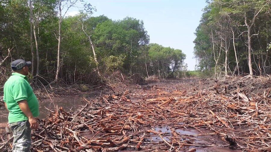 El fin de los manglares del golfo de Guayaquil