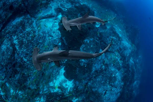 tiburones martillo galapagos