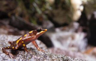 especies de ranas en Íntag