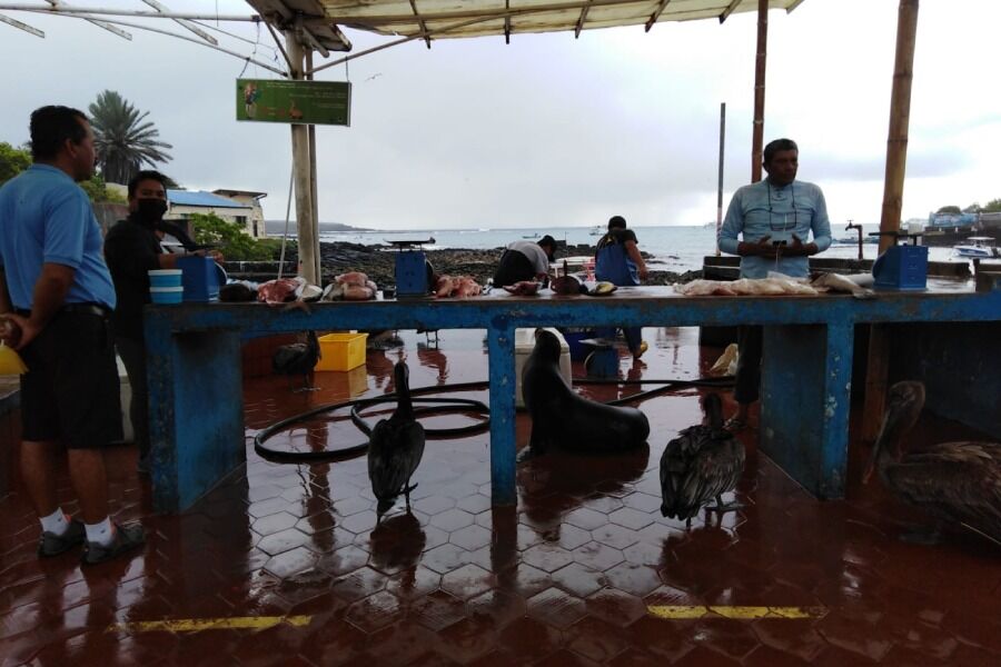 mariscos de Puerto Ayora,