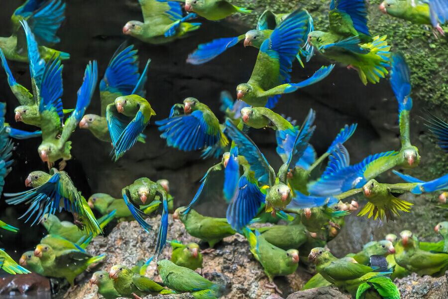 Parque Nacional Yasuní