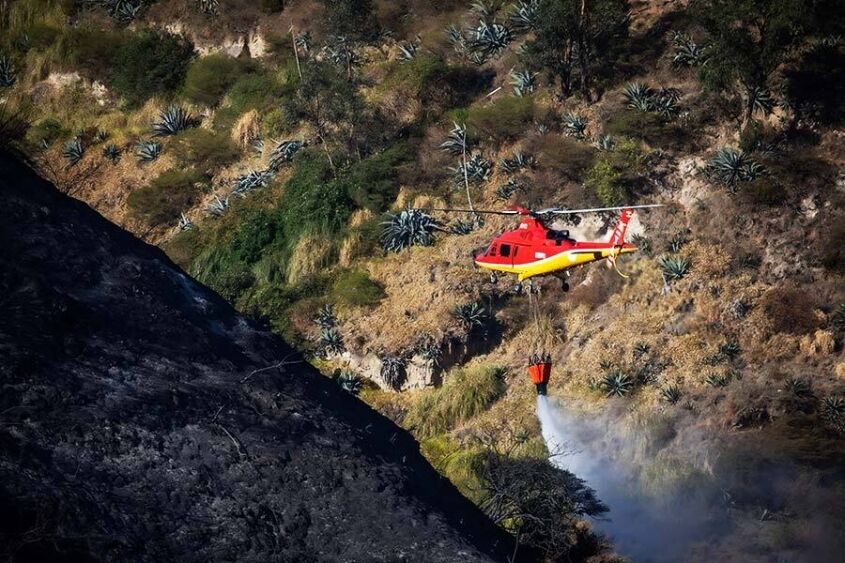 Bambi Bucket