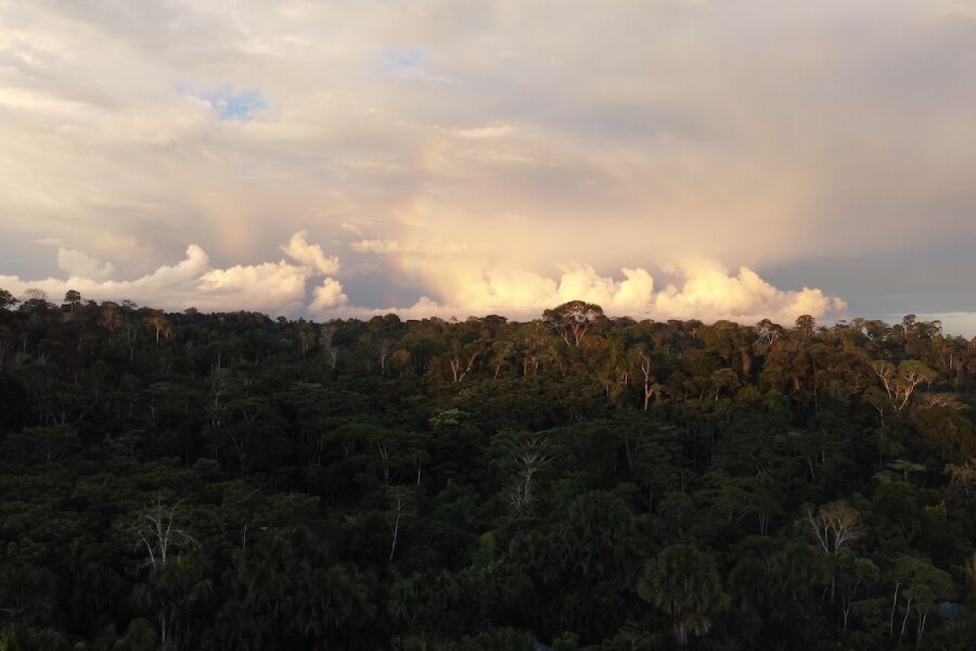 Bosque de Mashientz