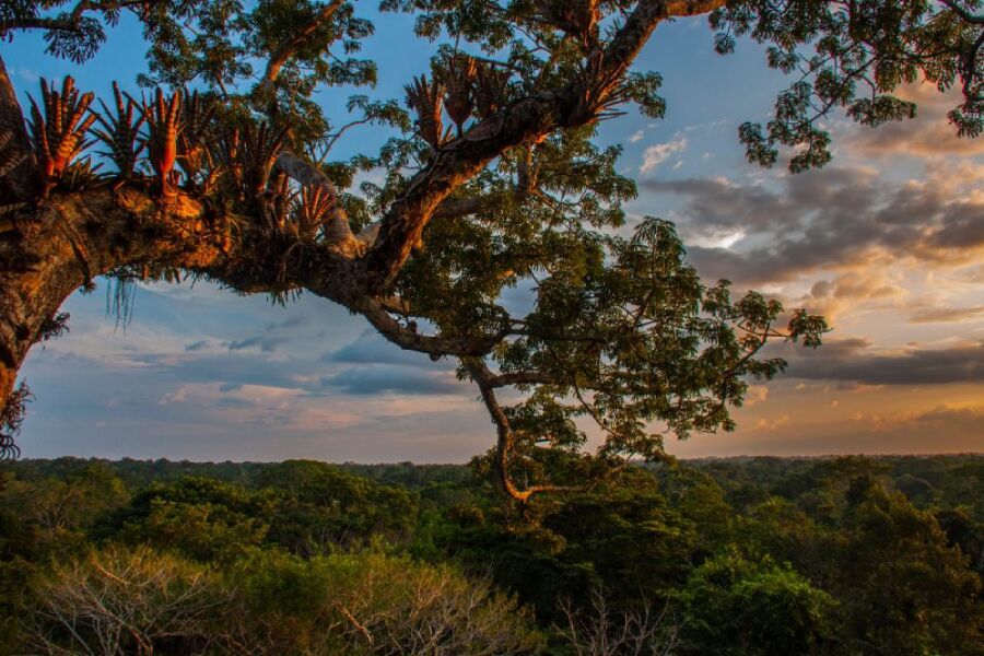 parque nacional yasuní, consulta