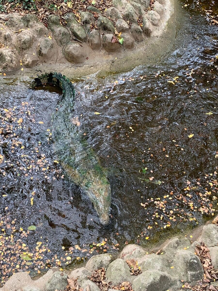cocodrilo guayaquil