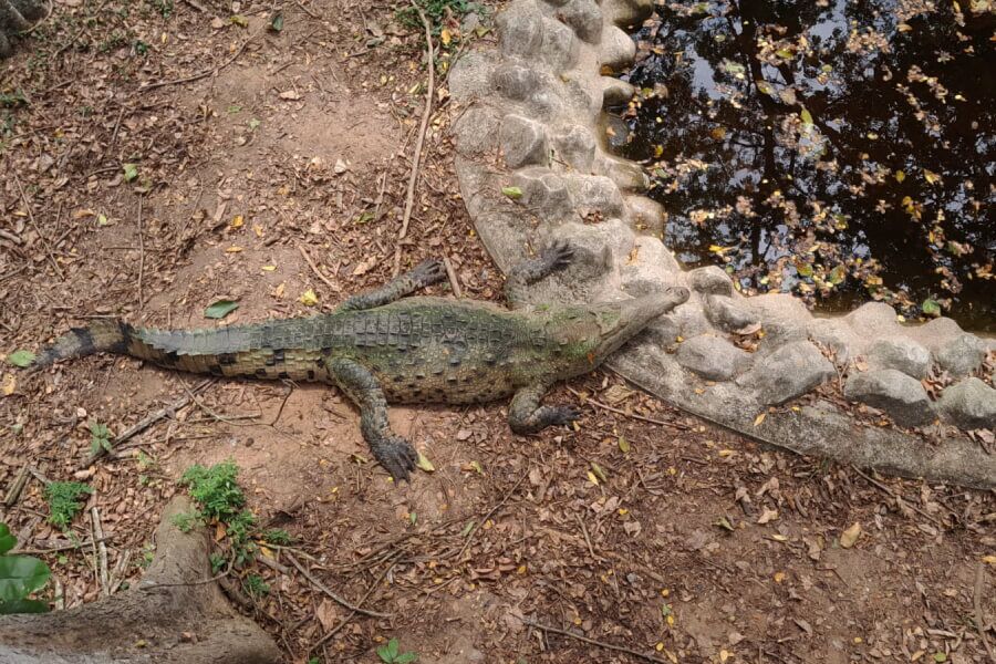 cocodrilo