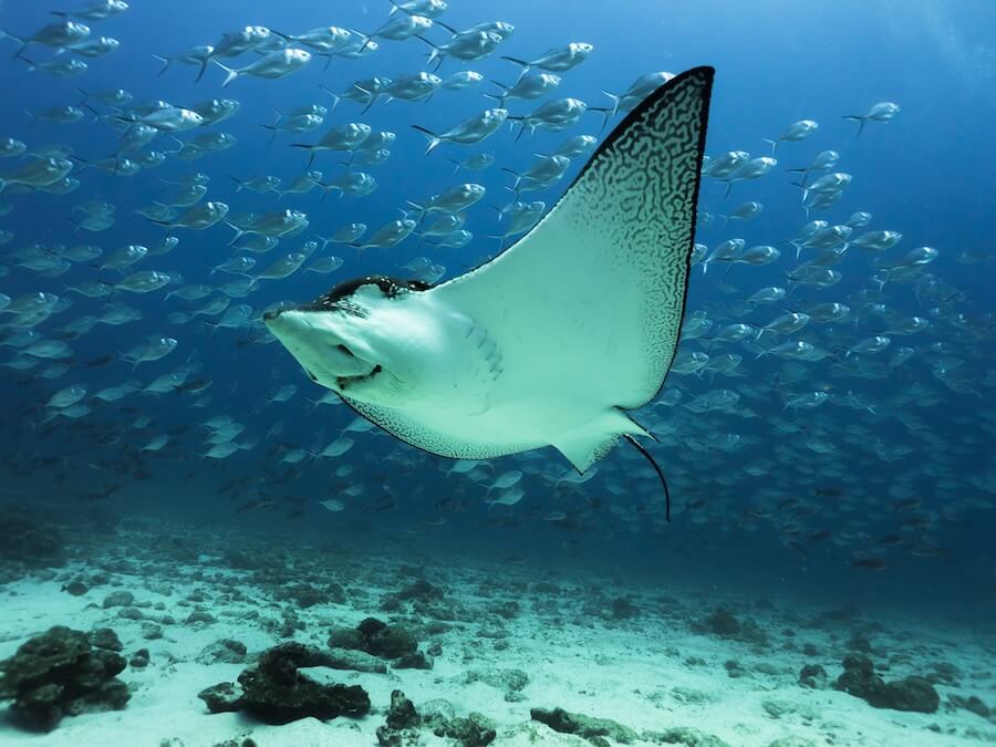 manta rayas