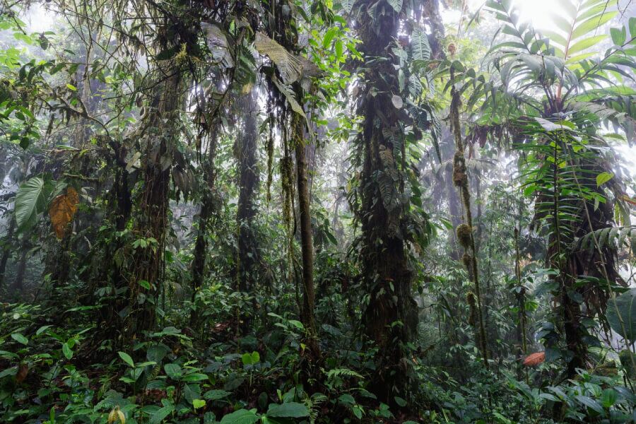 bosque primario Canandé