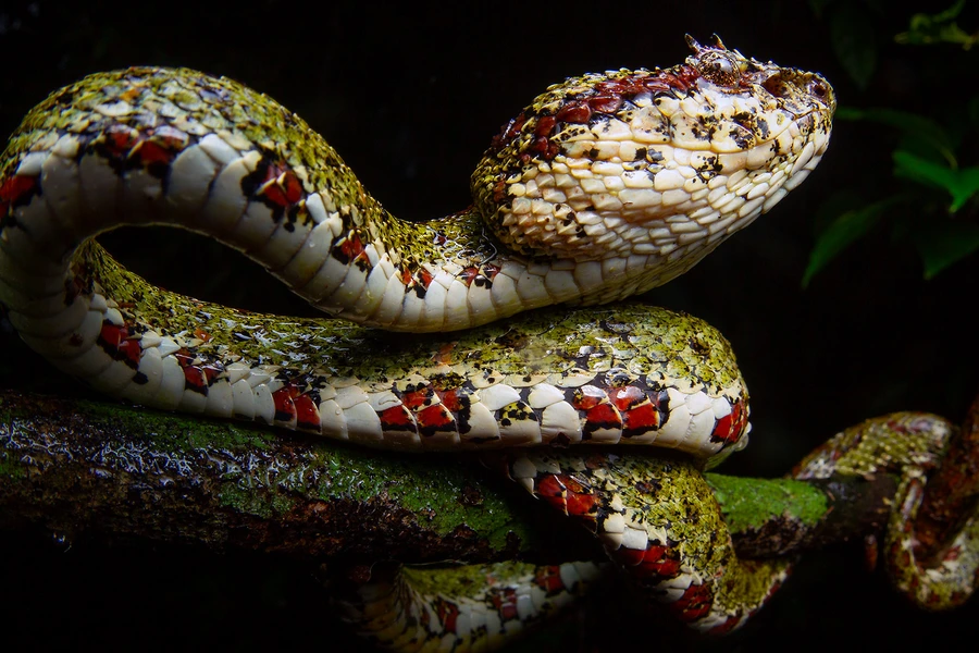Bothriechis Nigroadspersus