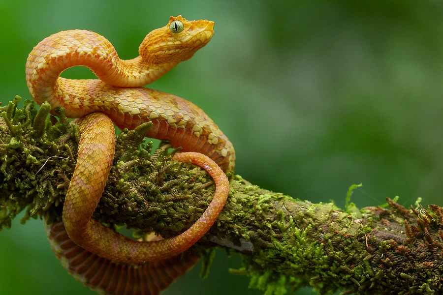 Bothriechis Rahimi amarilla