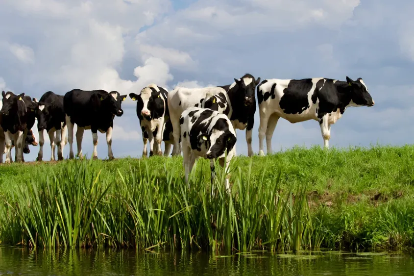 animales no humanos