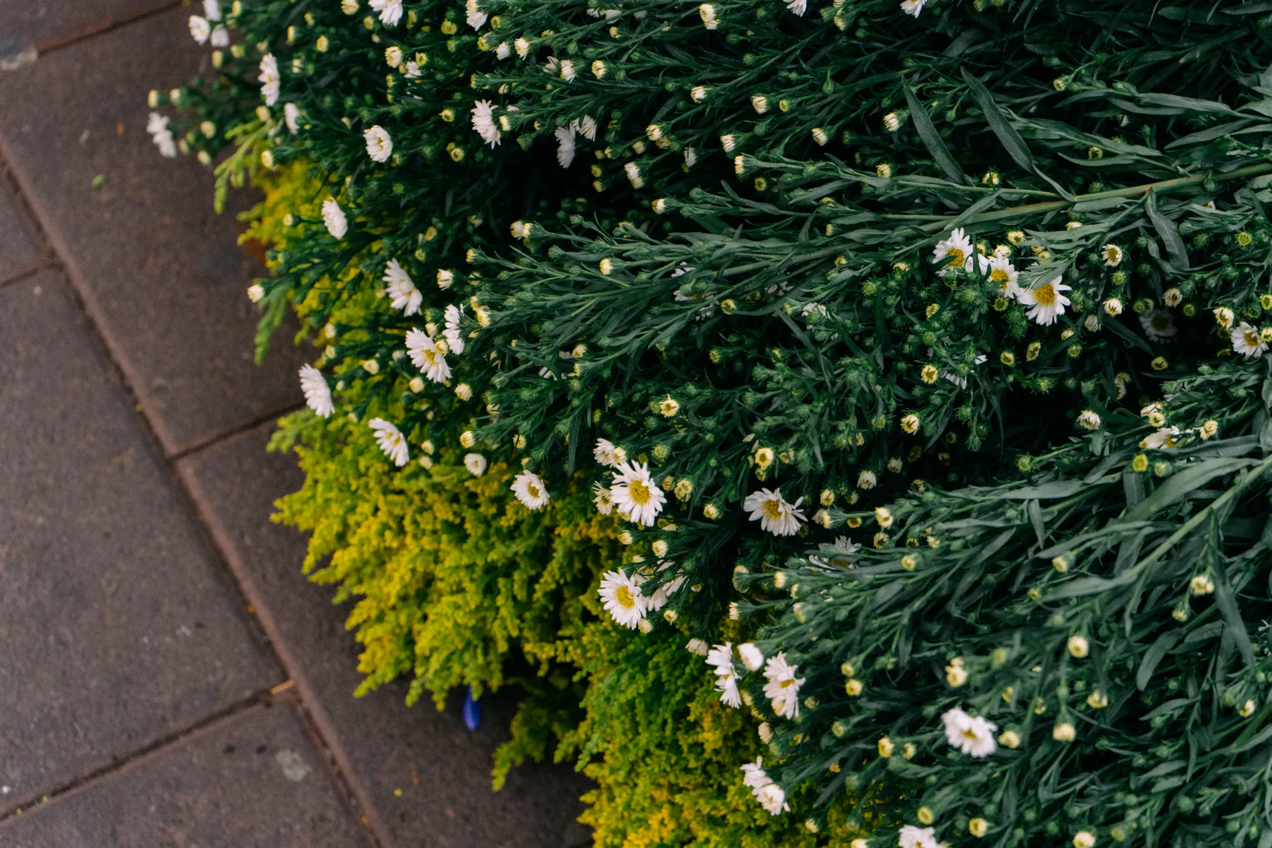 Las calles quiteñas siempre tienen un puesto de flores Las calles quiteñas siempre tienen un puesto de flores