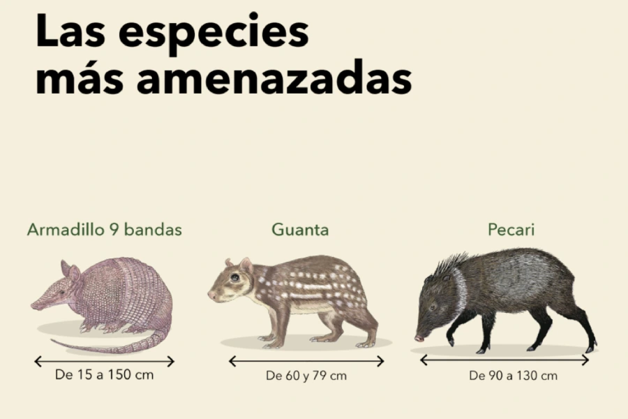 Infografía de especies amenazadas