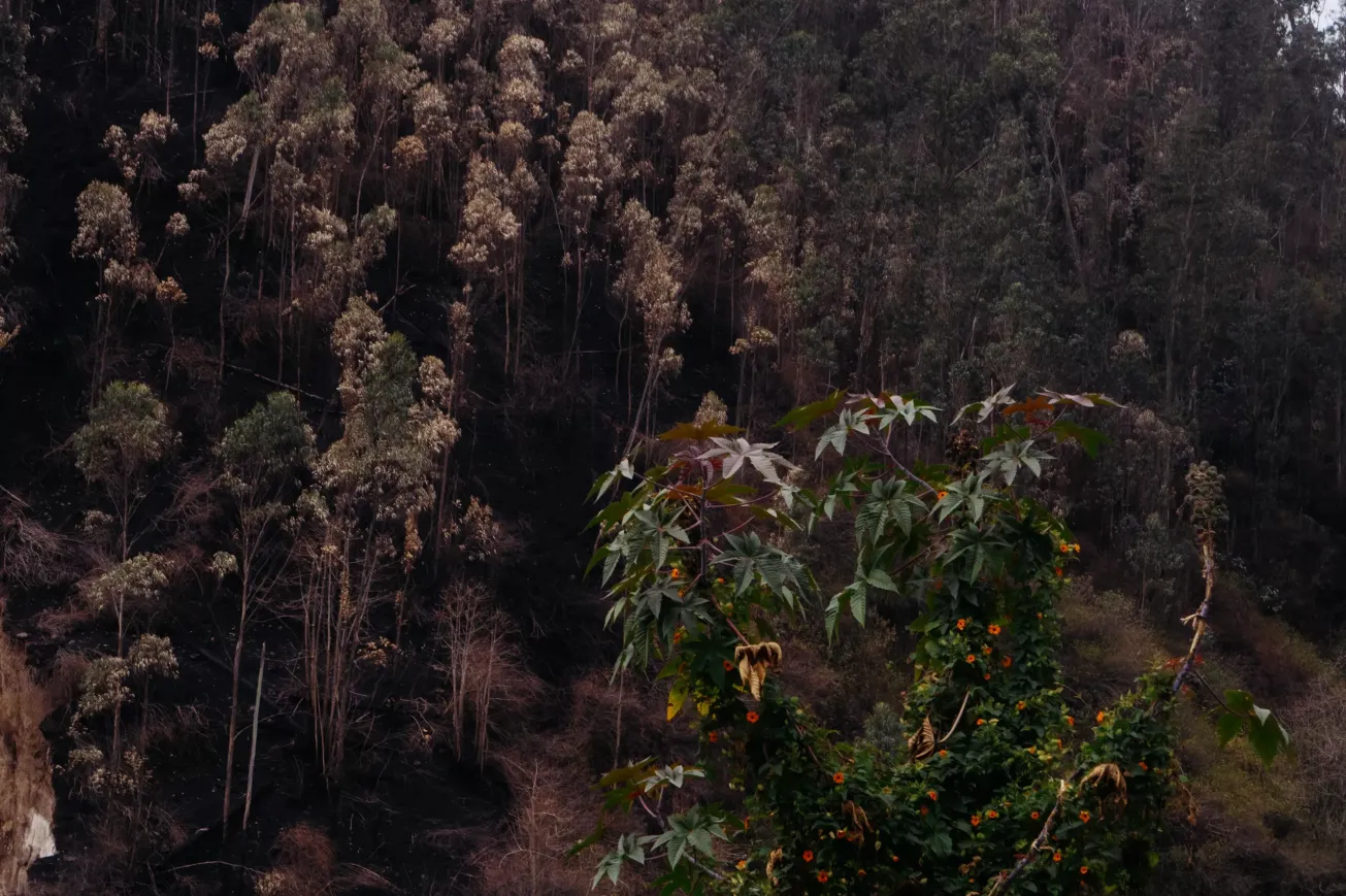 ojo de poeta o susana de ojos negros frente a una ladera del cerro Auqui ojo de poeta o susana de ojos negros frente a una ladera del cerro Auqui