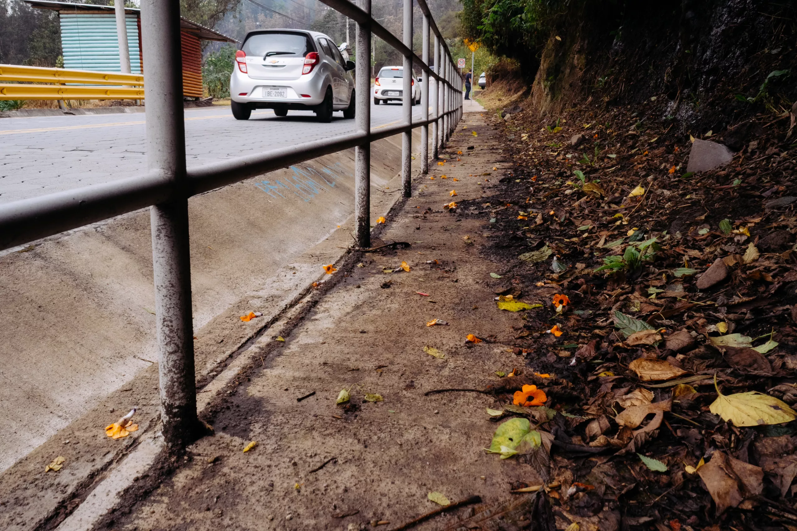 las susanitas, ya caídas en una vereda las susanitas, ya caídas en una vereda