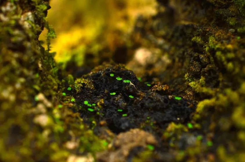 libros para entender la naturaleza