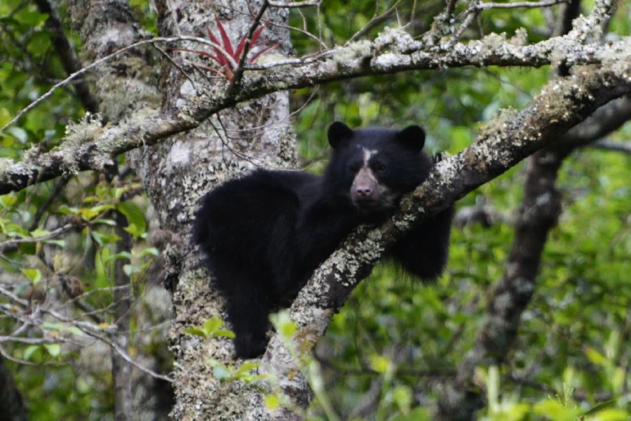 árboles oso andino