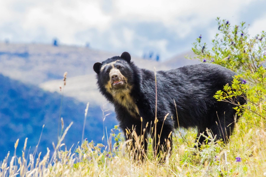 oso andino o de anteojos