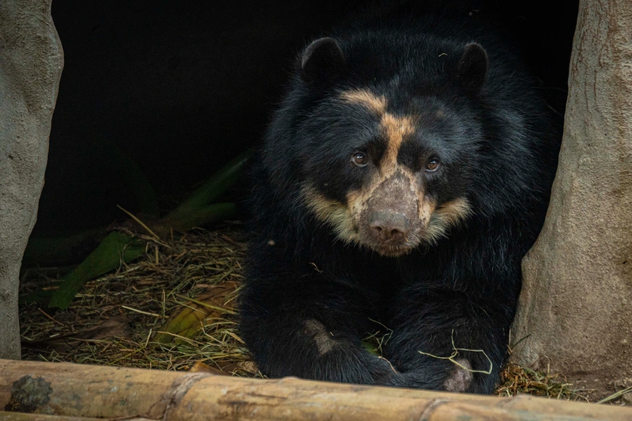 Tupak, zoológico de Quito