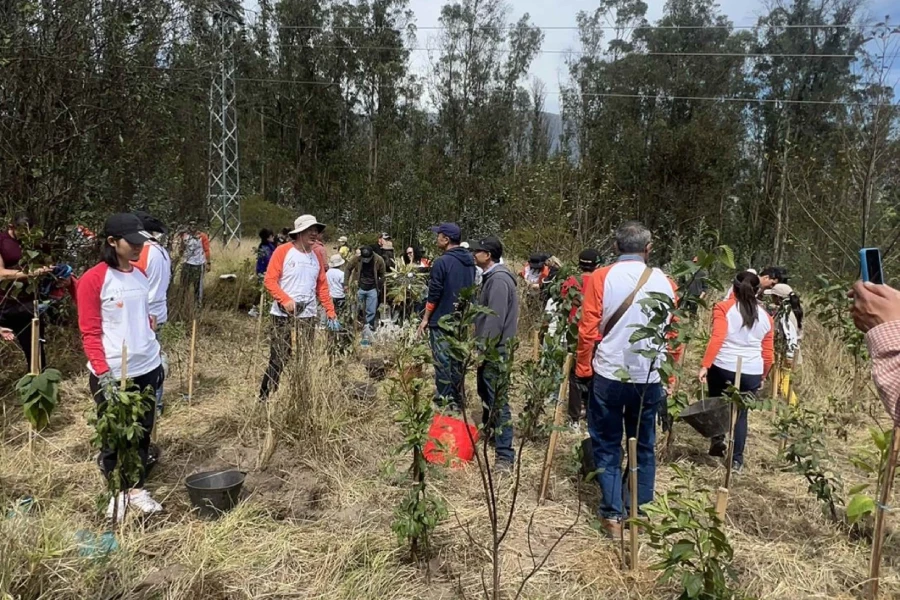 mingas reforestación