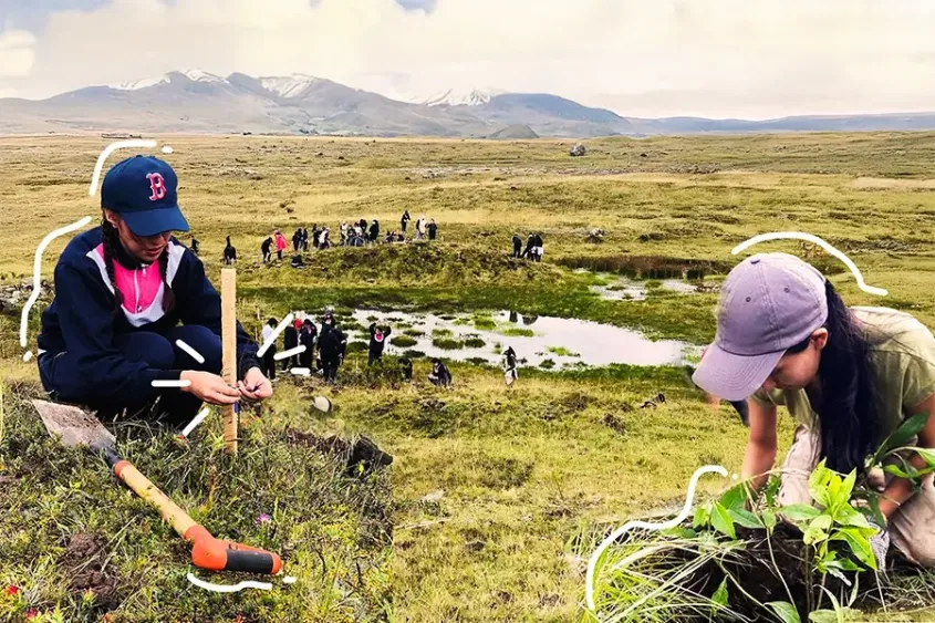 cómo reforestar