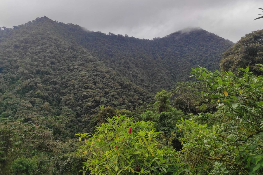 si me pierdo en el bosque
