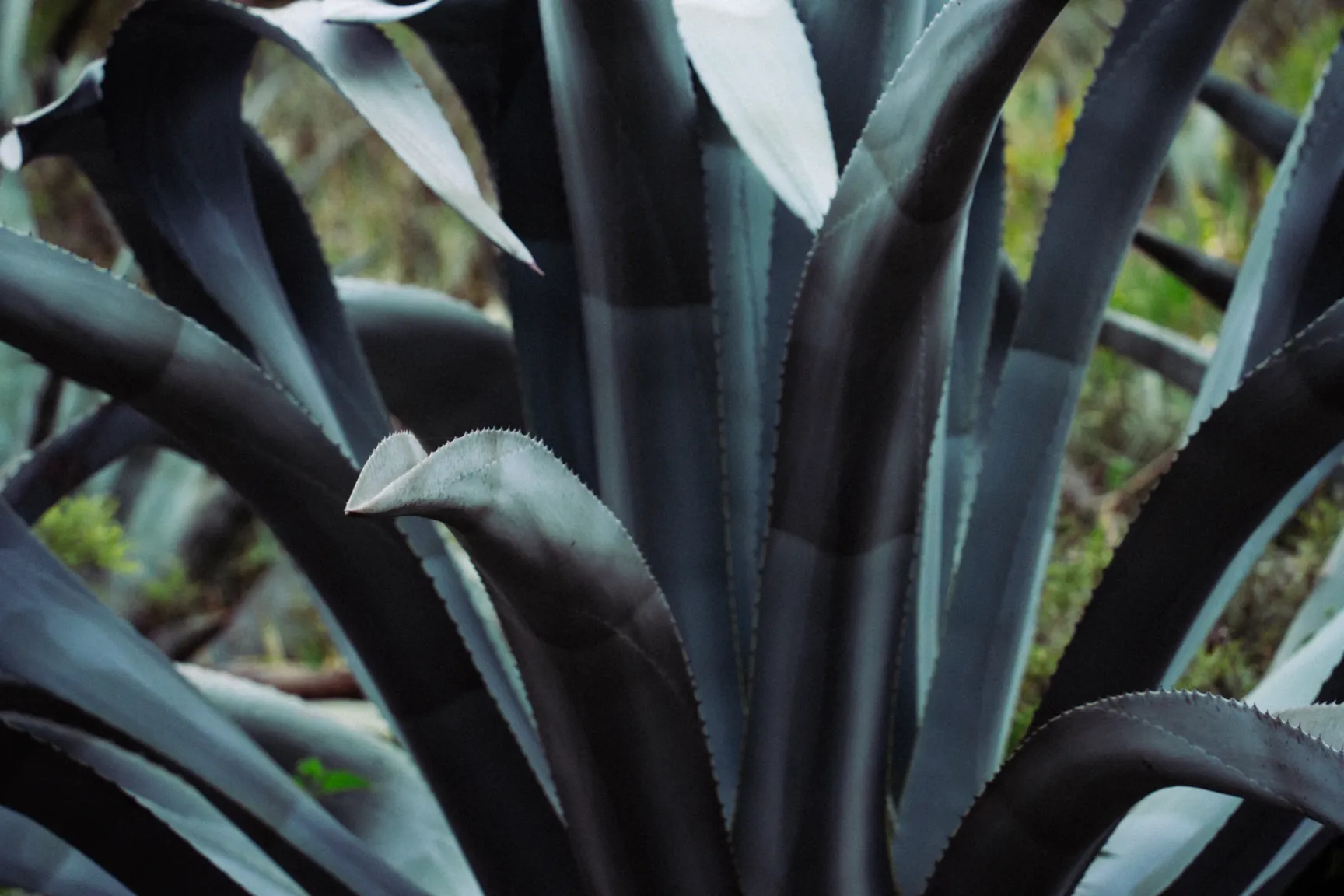 agave americana, en Quito agave americana, en Quito