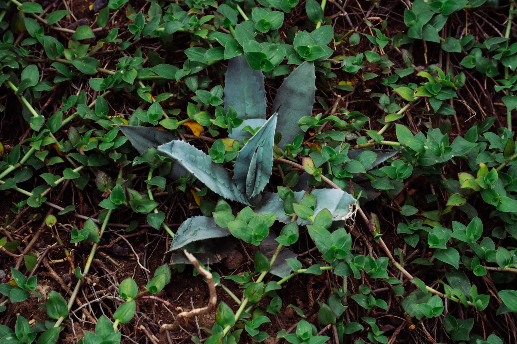 Agave floreciendo, joven Agave floreciendo, joven